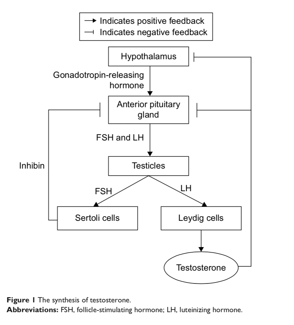 Esquema do eixo hormonal masculino: o hipotálamo libera GnRH, a hipófise libera LH e FSH, o FSH age nas células de Sertoli e o LH nas células de Leydig, que produzem testosterona; a testosterona e a inibina freiam o hipotálamo e a hipófise.